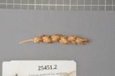 Click for 1 image(s) for this accession. Spike